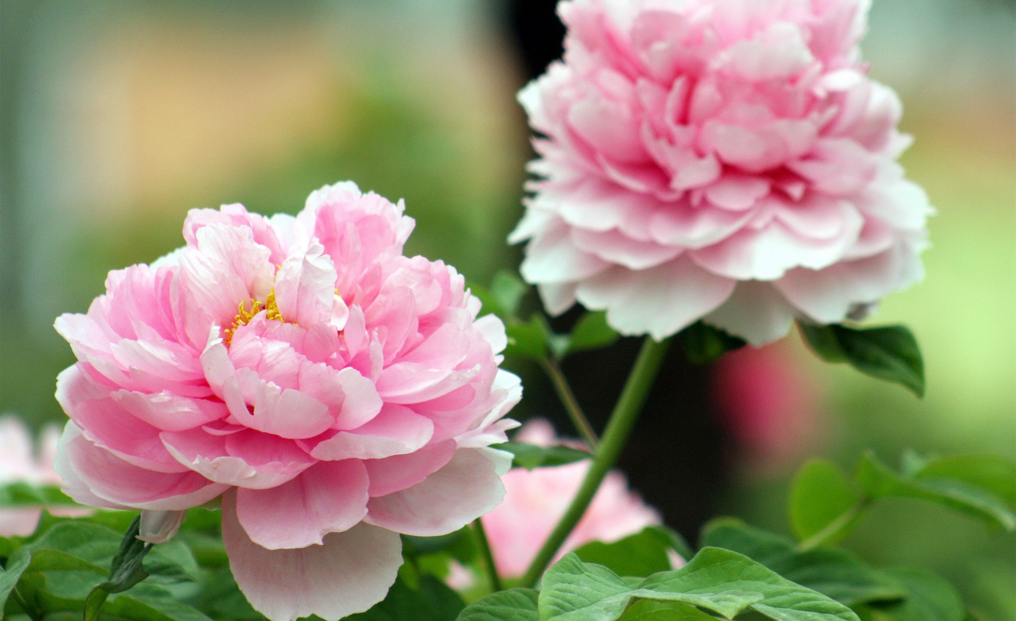 1554272700617517.jpg u=1621084288,630333706&fm=214&gp=0.jpg